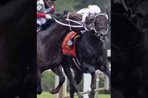 Horse Racing: The Moment Vs Picture #shorts  #horse #horseracing #horserace #racehorse #horses