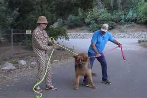 Tibetan Mastiff Training #4 PLUS Recap Of All The Training.
