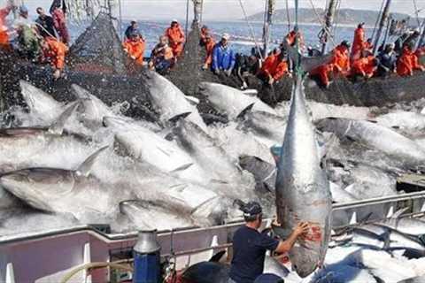 Amazing Big Catch on The Sea - Catching and Processing Hundreds Tons of Fish With Modern Big Boat