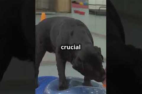 Teaching Impulse Control  Crucial for Protection