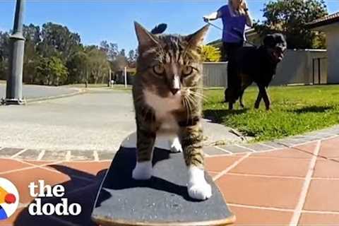 Most Talented Cats in the World | The Dodo