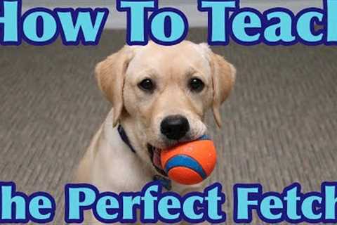 How To Teach Your Dog To FETCH Perfectly! (Dog Training Tutorial)