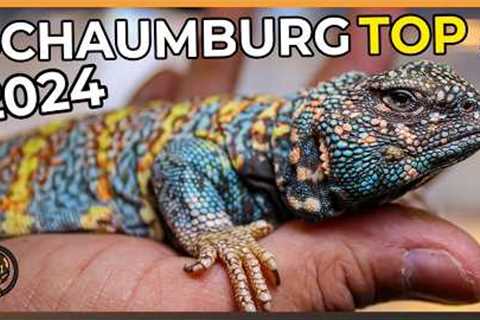 These are the TOP 5 Animals at NARBC Schaumburg 2024! (Non-Ball Pythons)