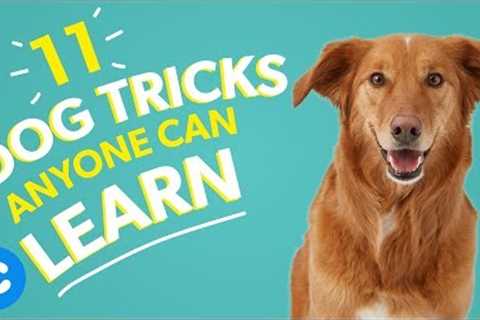 11 Dog Tricks Anyone Can Learn | Chewy