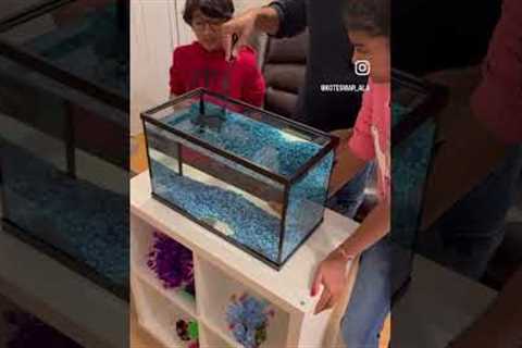 Fish tank setup #aquarium #fish #home