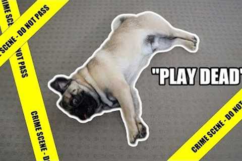 20 EASY Tricks to Teach your Puppy
