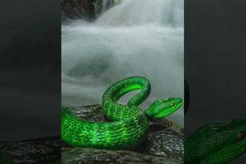 Today we will know about the 3 snakes of the world😨😨#shortvideo #dangerfacts #factsinhindi