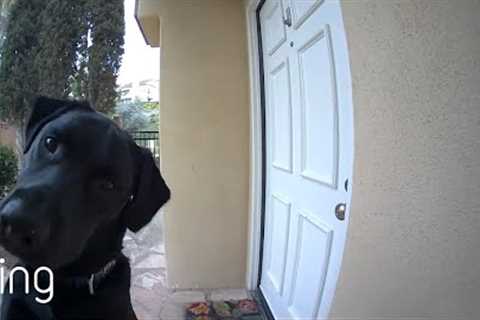 Confused Pup Looks for His Mom in the Ring Video Doorbell | RingTV