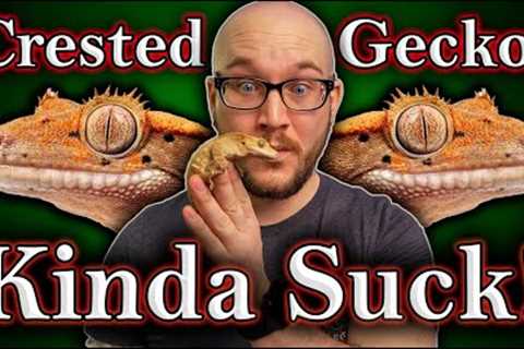 DO NOT Get A Crested Gecko! 3 Reasons Why and 3 Better Lizards For You!