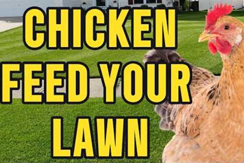 Boost Your Lawn's Health with Chicken Feed