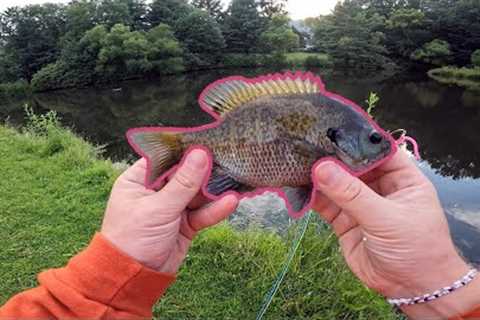 Catching BIG Bluegill On Fly Fishing Gear!