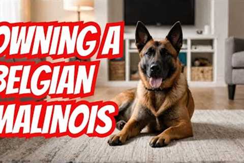 Why You NEED a Belgian Malinois | Dog Training | Malinois | Owning a Belgian Malinois