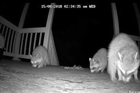 Wild Raccoons swarm my apartment! *caught on camera*