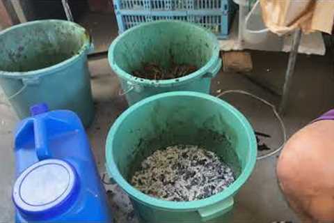 FULL VIDEO l Fermented Fruit Juice l Rosas Organic Urban Farming