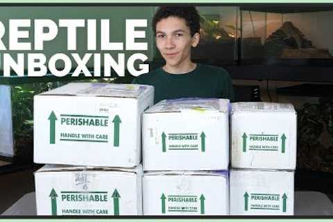 Unboxing 7 Pet Reptiles - New Snakes, Lizards and Turtles!