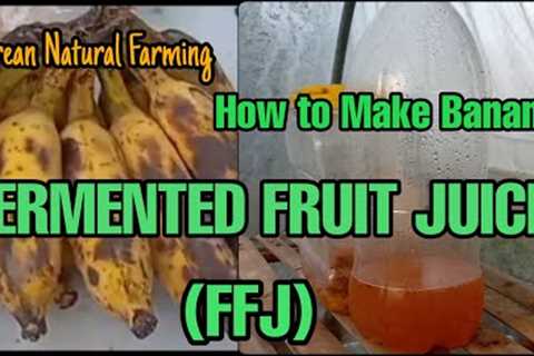 Korean Natural Farming | How to Make Banana Ferment Fruit Juice (FFJ)
