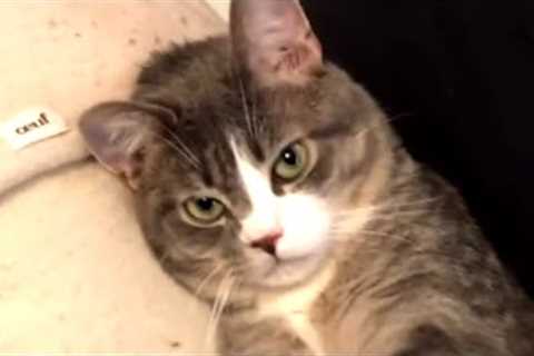 Cat with no friends gets a surprising ally