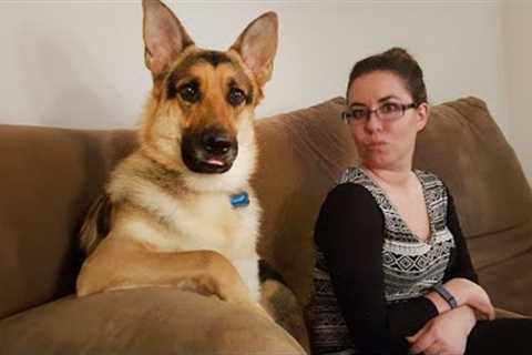 When your dog acts like the leader 😲 Funniest Dog Ever!