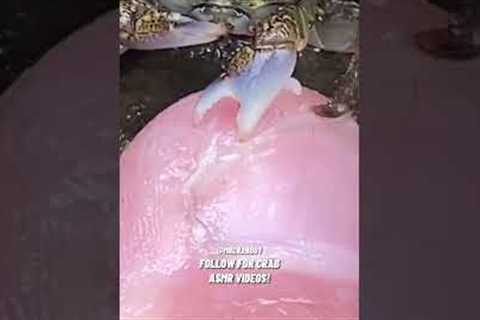 CRAB pedicure ASMR sounds! 😱✨🦀 #shorts #crabs #asmr #pedicure