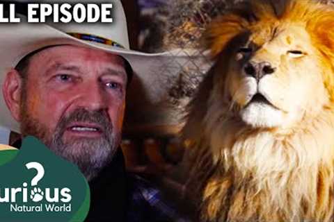 Extraordinary Exotic Pet Owners Share Their Experiences | Curious?: Natural World