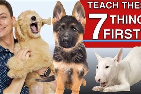 How to Teach The First 7 Things To Your Dog: Sit, Leave it, Come, Leash walking, Name...)