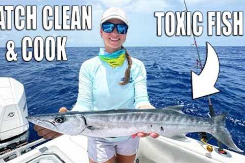 CATCH CLEAN AND COOK BARRACUDA - TOXIC FISH!
