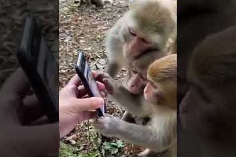Viral Video | Monkeys Scroll Through Social Media Like An Everyday Activity | #trending