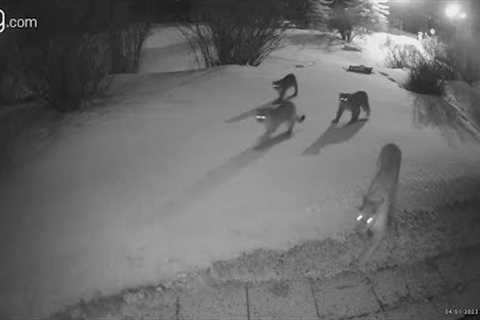 VIDEO | Mountain lion pack caught on Ring camera outside residence's home in Colorado