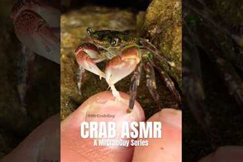 VIRAL Crab Pedicure ASMR Video