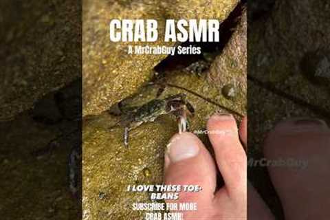 Listen to this CRAB ASMR Video! 😂🦀🦶✨#shorts
