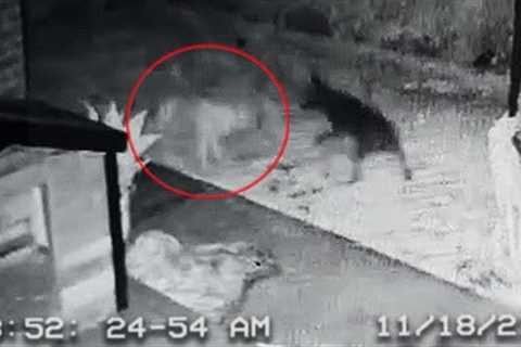 Dog Plays With Ghost! CAUGHT ON CCTV (Spooky Ghost Dog Captured)