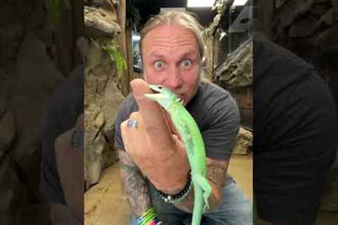 This Lizard tried to Eat Me! #shorts
