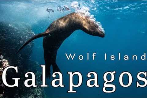 The Galapagos, Scuba Diving Wolf Island