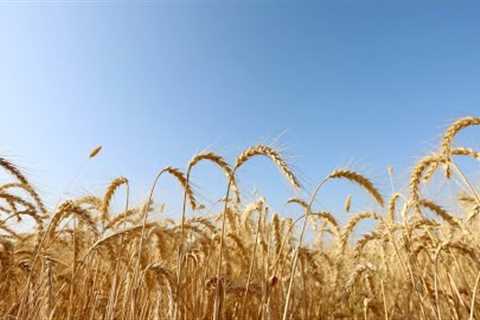 War, Weather Drive Global Wheat Shortage