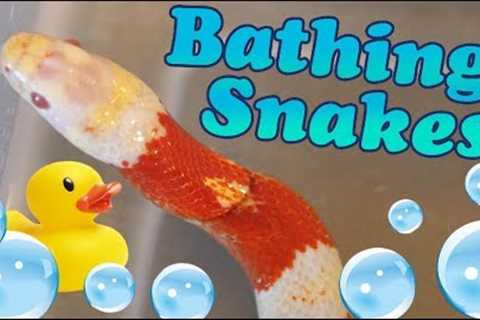 How to Give Snakes a Bath!