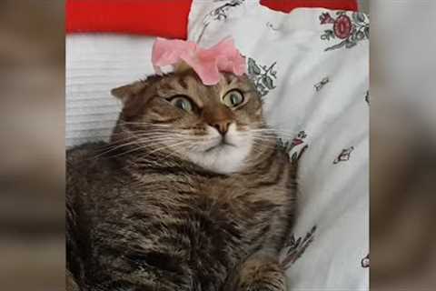 Most Viral Cats of the Internet | FUNNIEST videos 😂