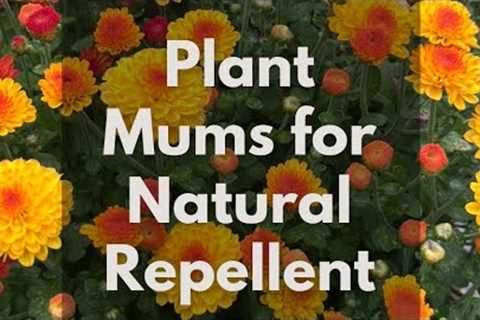 Plant Mums for Natural Pest Repellent 🐛 🐞 🪳