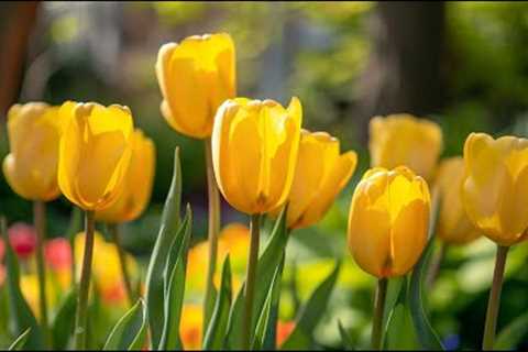 Peaceful classical music to reduce stress, stop overthinking | Tulip🌷