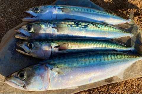 How to catch Mackerel - Catch Clean Cook Oak Smoked Mackerel Beach Fire Survival