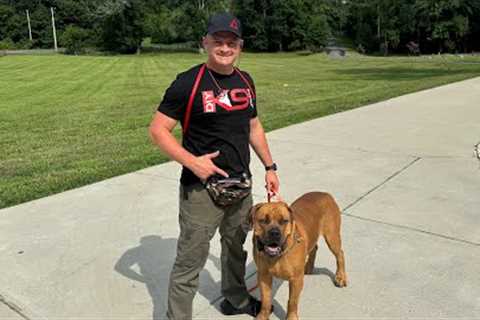 Dog Training Live!