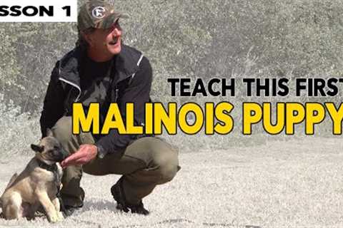 First Things to Teach Your MALINOIS Puppy