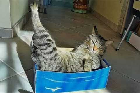 CATS are the King of ANIMAL COMEDY😹 Best FUNNY CAT videos 2024