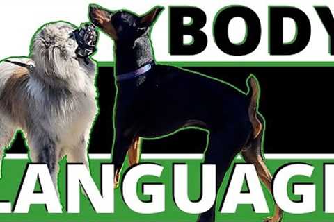 Dangerous Body Language Breakdown: Learn the Details to Help your Dog or Keep her Safe.