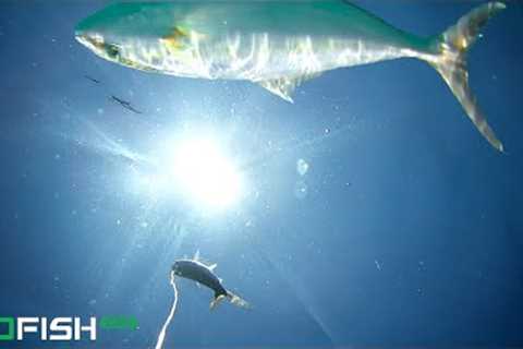 Saltwater Fishing for Amberjack with GoFish Cam