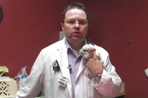 Exotic Pets : How to Buy Exotic Pets