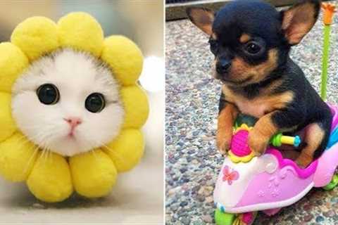 Funniest Animals 2024 😂 Best Funny Cats and Dogs 😻🐶 Part 25 | Cute Baby Dogs