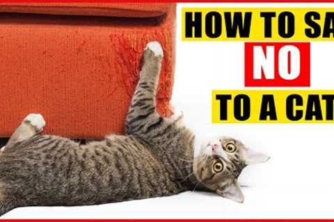 How To Tell Your Cat Not to Do Something