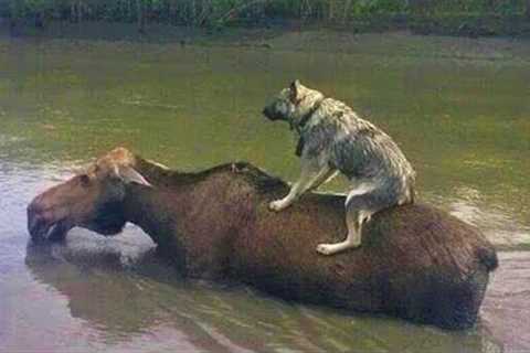 15 Unbelievable Unlikely Animal Friendships