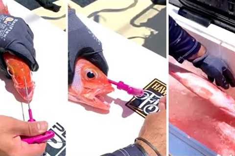 How to ikejime a fish in under 30 seconds
