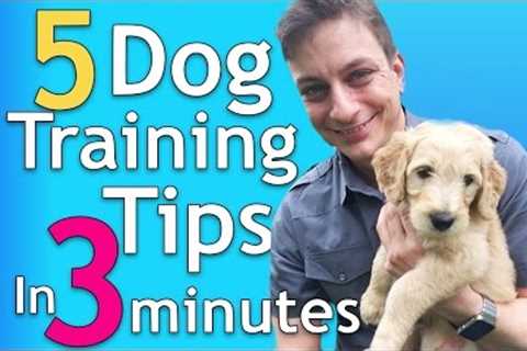 5 Dog Training Tips in 3 Minutes that will Change Everything!